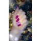 VERNIS SEMI-PERMANENT - PARMIGIANA - 15ML nailisa